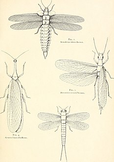 1er Congrès international d'entomologie, Bruxelles, 1-6 août, 1910 (1911-12) (16477916279).jpg