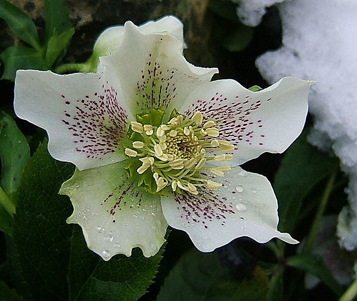 File:2007-01-30Helleborus02.jpg