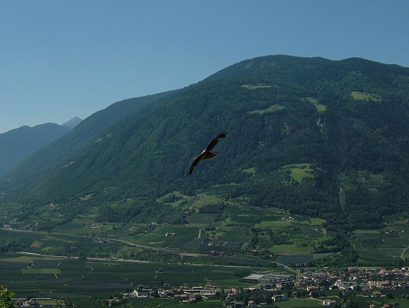 File:2008 07 15 Bird Care Centre of Castel Tyrol 61085 D9888.jpg