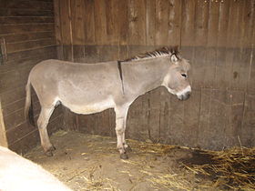 Osel z Durynského lesa ve Wildpark Hundshaupten v Egloffsteinu.