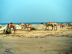 Pláž pri hoteli Man-Soor Berbera s kočovníkmi vedúcimi stádo tiav