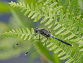 Östliche Moosjungfer - Leucorrhinia albifrons, Männchen