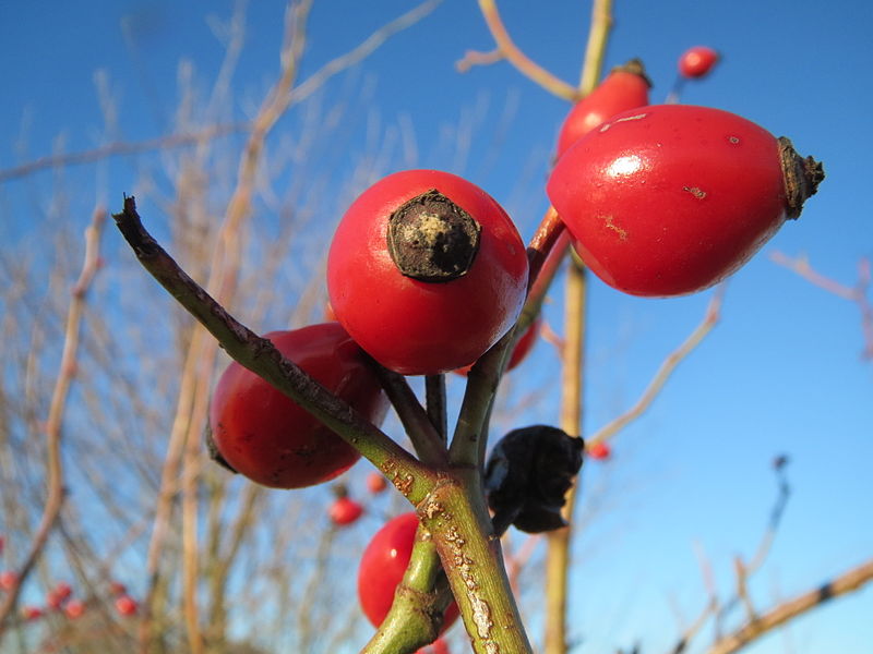 File:20140117Rose Neulussheim1.jpg