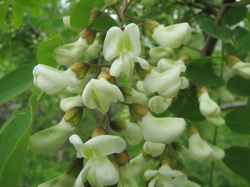 File:20140427Robinia pseudoacacia1.jpg