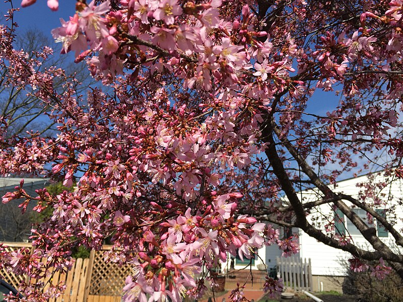 File:2015-04-13 10 31 24 Okame Cherry flowers along 5th Street in Ewing, New Jersey.jpg
