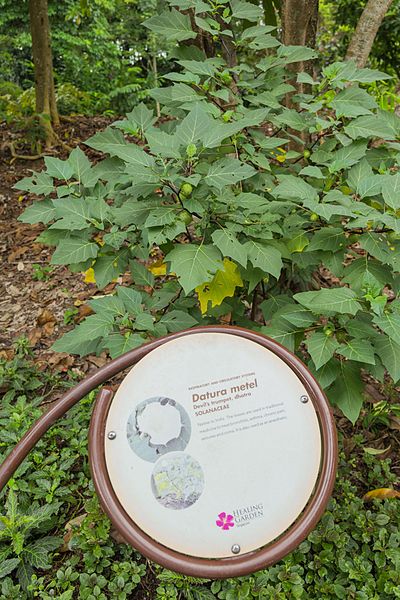 File:2016 Singapur, Ogrody botaniczne (189).jpg