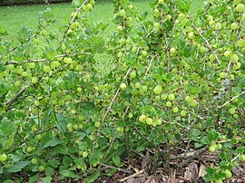 2018-06-01 (125) Ribes uva-crispa (gooseberries) at Bichlhäusl, Tiefgrabenrotte, Frankenfels, Austria.jpg