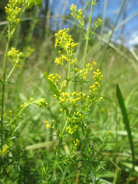 File:20200621Galium verum1.jpg