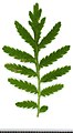 * Nomination Tanacetum vulgare. Leaf adaxial side. --Knopik-som 00:16, 20 August 2021 (UTC) * Promotion  Support Good quality -- Johann Jaritz 02:51, 20 August 2021 (UTC)