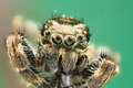 * Nomination Salticidae spider. By User:Ogutsua --Mike Peel 19:53, 4 April 2022 (UTC) * Promotion  Support Sharp af! --Dimitrijemat 06:28, 8 April 2022 (UTC)