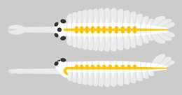 Digestive system (yellow highlight) of Opabinia, showing pairs of diverticula individualized from the triangular extension. 20210809 Opabinia regalis digestive system.png