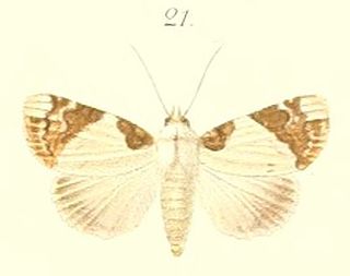 <i>Beana</i> Genus of moths