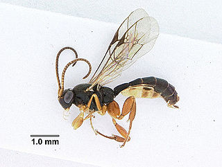 Orthocentrinae Subfamily of wasps