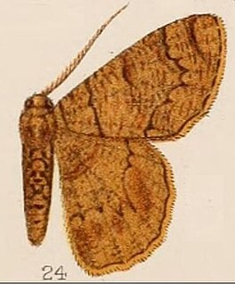 <i>Lophophelma neonoma</i> Species of moth