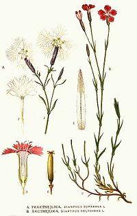 Dianthus Superbus