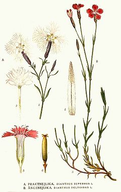 Dianthus Superbus: Descripción, Distribución, Ecología