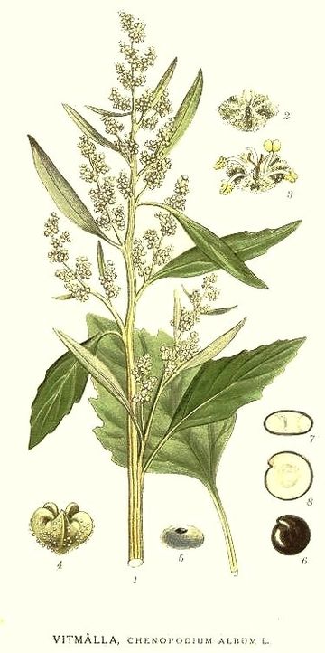 Chenopodium