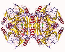 Modello tridimensionale dell'enzima