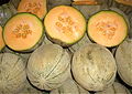 Melonid turul
