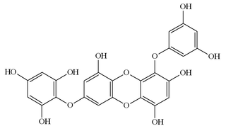 <span class="mw-page-title-main">7-Phloroeckol</span> Chemical compound