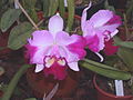 A and B Larsen orchids - Brassolaeliocattleya Chinese Beauty Tainan DSCN8938.JPG