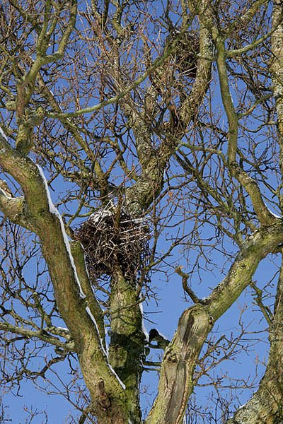 File:A carrion crow's nest on Buckholm Hill - geograph.org.uk - 1652060.jpg