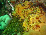 A low yellow sponge at Coral Gardens Rooi-els DSC00256.JPG