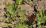 Thumbnail for File:A peacock butterfly - Aglais io - geograph.org.uk - 5773931.jpg