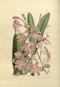 plate 112 Epidendrum dichromum var. amabile Encyclia rosea