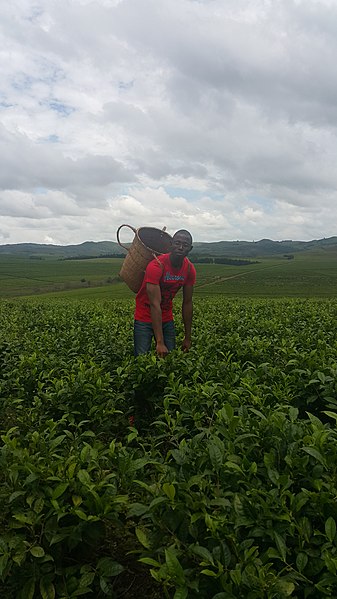 File:A tea Picker working in Mambilla Tea Farm Nigeria.jpg