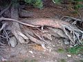 A view of the zillertal in the alps tree roots.jpg