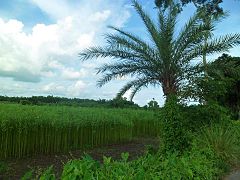 A plantation on the Faridpur plain