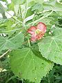 leaves, flower