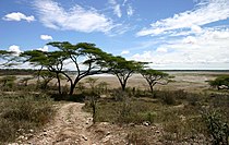 Drzewo akacji w Serengeti