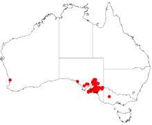 Akasia argyrophyllaDistMap65.png