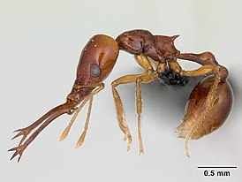 Acanthognathus