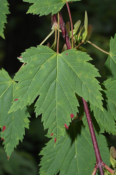 File:Acer glabrum 4813.JPG