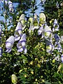 Aconitum tokii bergianske. 
 JPG