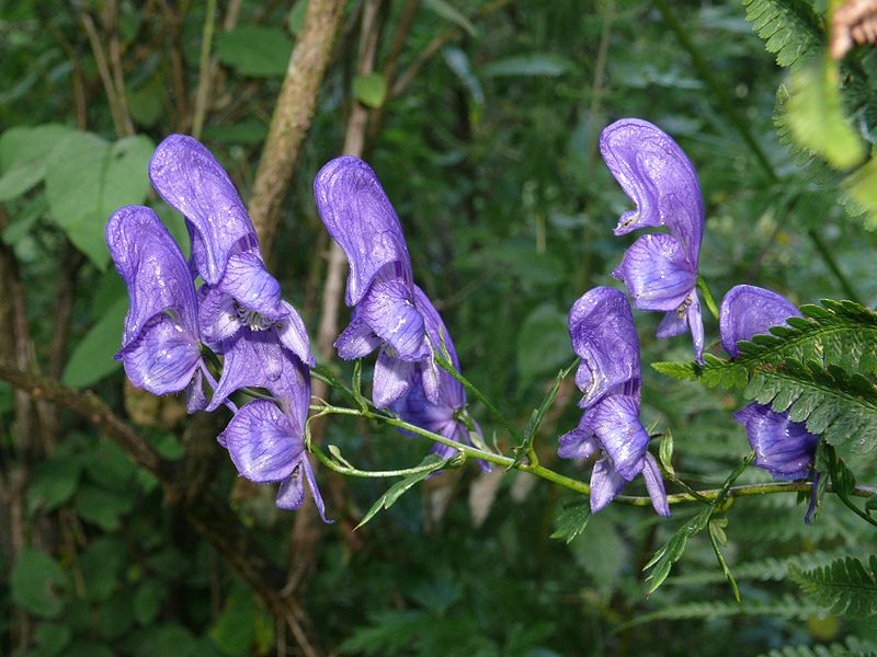 File:Aconitum variegatum 110807d.jpg