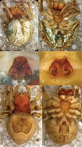 Acroaspis mamillana (10.3897-evolsyst.3.33454) Figure 2.jpg