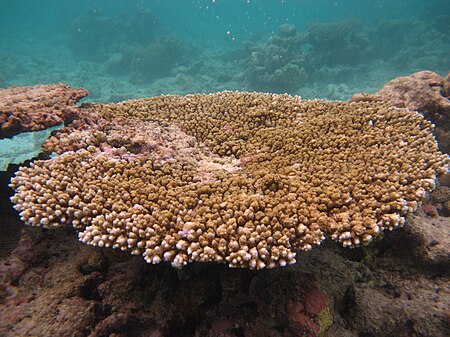 Acropora_hyacinthus