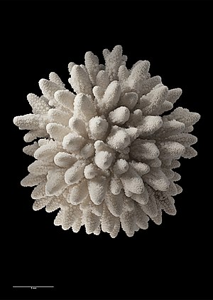 Acropora millepora Ehrenberg, 1834 (AM MA143258-5).jpg