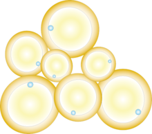 Illustration of adipocytes of different sizes. In response to dietary excess energy intake, adipocytes adapt by increased storage of lipids, resulting in cellular hypertrophy. Adipocyte.png