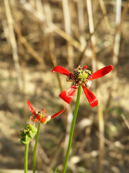 File:Adonis flammea sl115.jpg