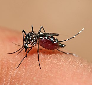 What Type Of Mosquito Is The Carrier Of Dengue Fever? : ยุงอะไรนำไข้เลือดออก