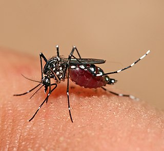<i>Aedes</i> Genus of mosquitoes