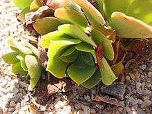 Aeonium virgineum