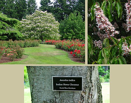 Aesculus indica