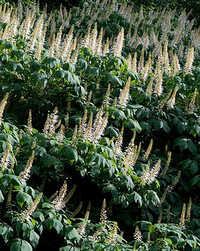 Opis obrazu Aesculus parviflora (Bottlebrush Buckeye) (27756226313) .jpg.