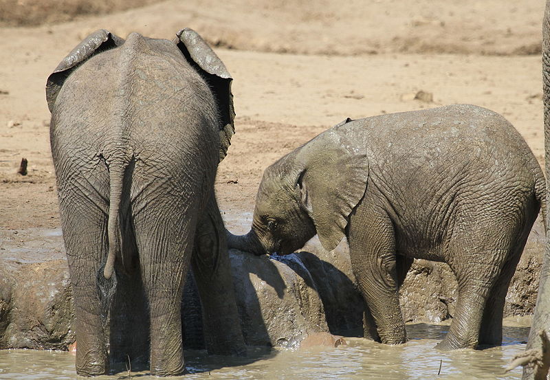 File:African bush elephant, Loxodonta africana at Punda Maria, Kruger National Park, South Africa. Includes lots of baby elephant. (20752806996).jpg